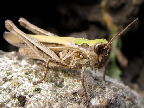 Réf. 270 555 : Chorthippus biguttulus biguttulus